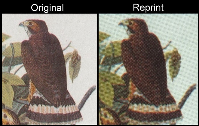 The Forged Unauthorized Reprint Tuvalu 1985 Audubon Birds Scott 282 Printing Comparison