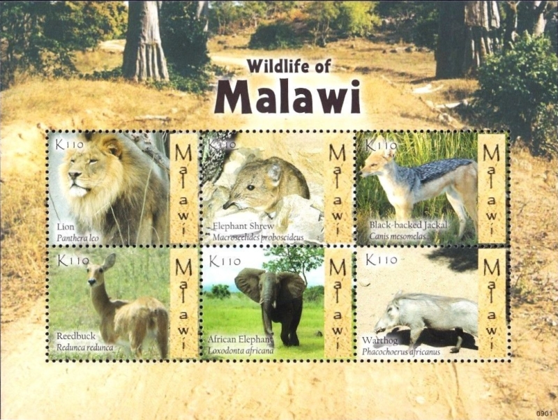 Malawi 2009 Wildlife of Malawi Scott 749 Malawi 2009 Wildlife of Malawi Scott 749