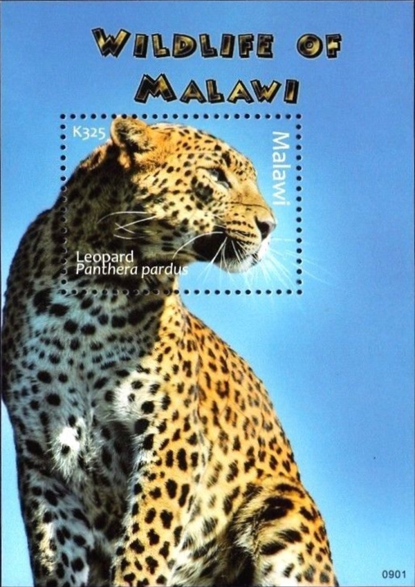 Malawi 2009 Wildlife of Malawi Leopard Scott 750 Malawi 2009 Wildlife of Malawi Leopard Scott 750