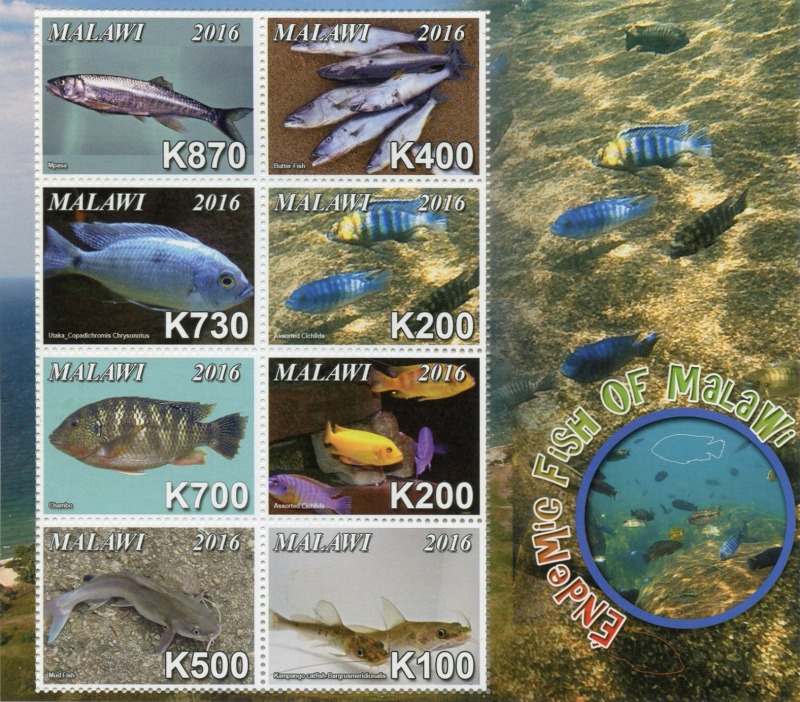 Malawi 2016 Endemic Fish of Malawi Souvenir Sheet of 8 Scott 805 Malawi 2016 Endemic Fish of Malawi Souvenir Sheet of 8 Scott 805