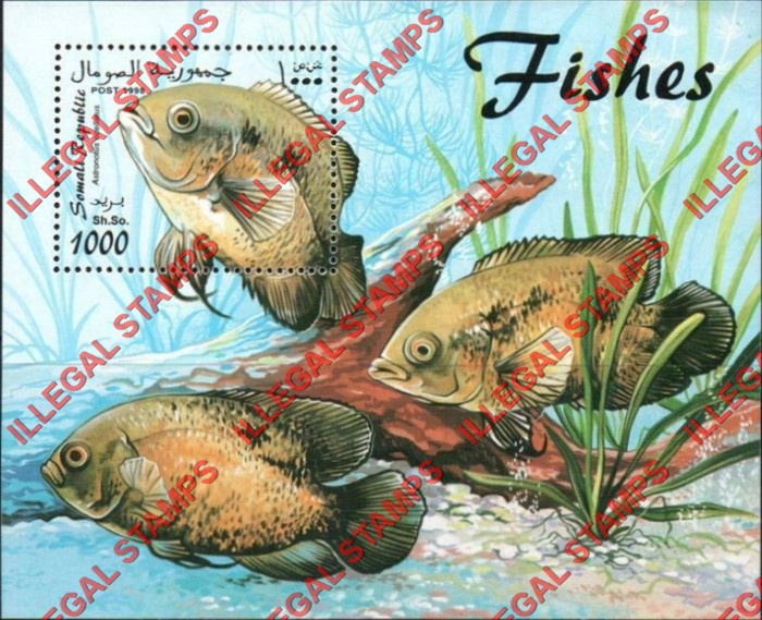 Somalia 1998 Fish Illegal Stamp Souvenir Sheet of 1 Somalia 1998 Fish Illegal Stamp Souvenir Sheet of 1
